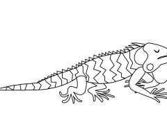 Coloriage Iguane